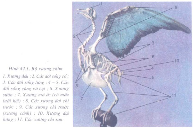 Bài 42. Thực hành: Quan sát bộ xương, mẫu mổ chim bồ câu sgk Sinh học 7