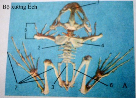 Trả lời câu hỏi 1 2 3 bài 36 trang 119 sgk sinh học 7