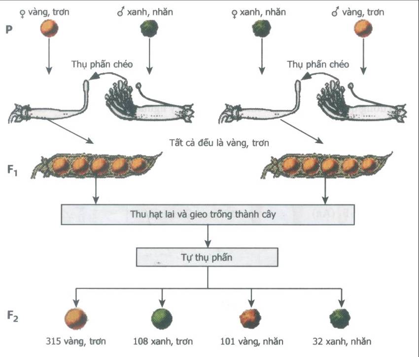 Hướng dẫn Trả lời câu hỏi 1 2 3 Bài 4 trang 16 sgk Sinh học 9