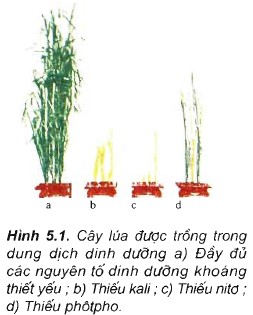 Giải bài 1 2 3 trang 27 sgk Sinh Học 11