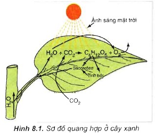 Giải bài 1 2 3 4 5 6 trang 39 sgk Sinh Học 11